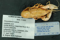 Procambarus tulanei image